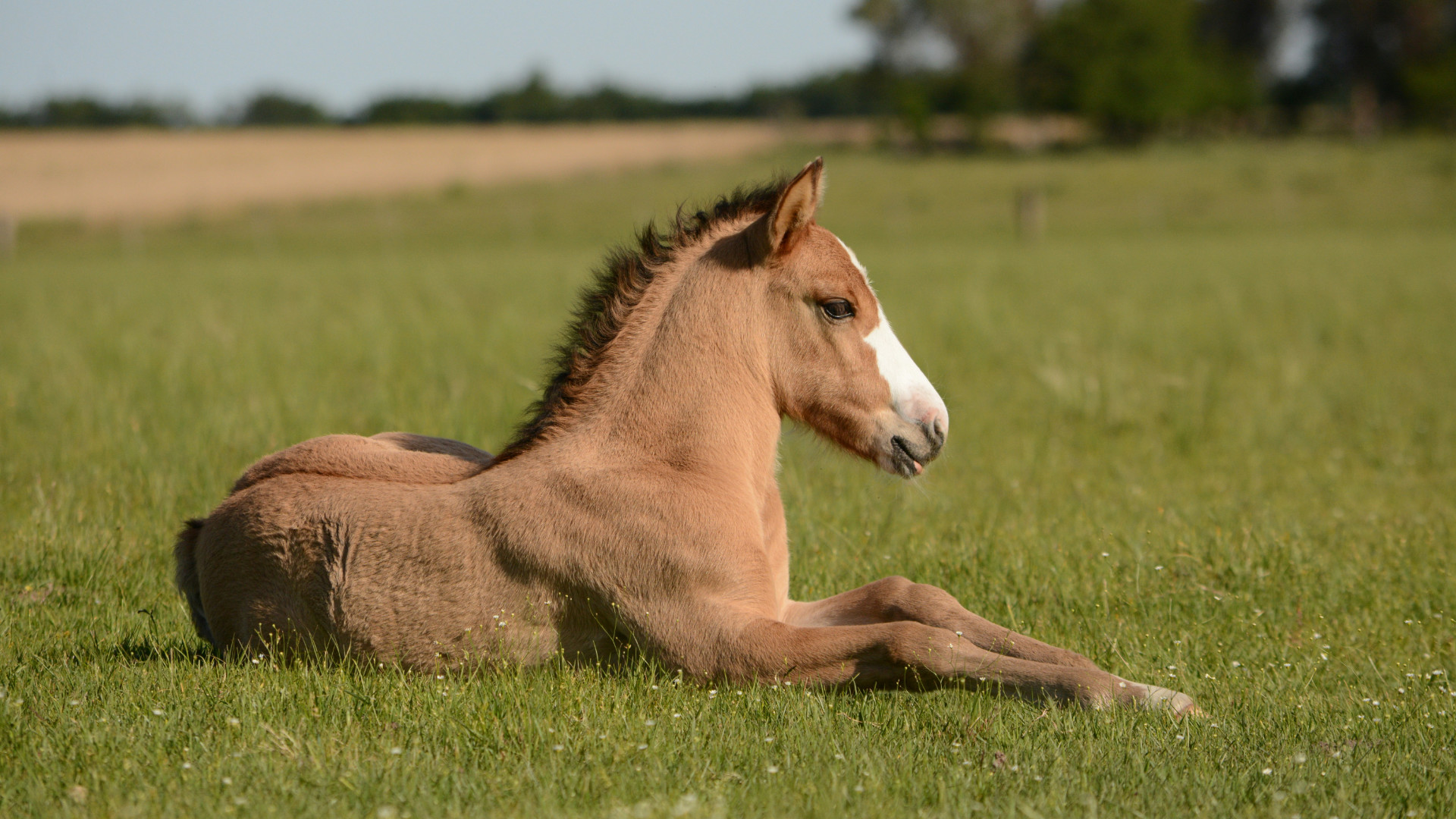 Ein Pferd liegt auf einer Wiese.